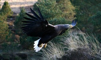 Ørnereservatet ved Skagen