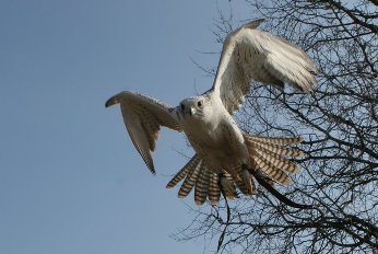 Ørnereservatet ved Skagen